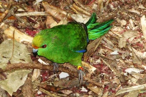 Tuhua Orange fronted parakeet